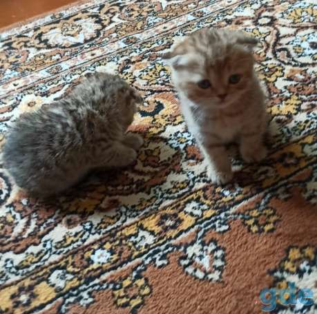Продажа котят, фотография 3
