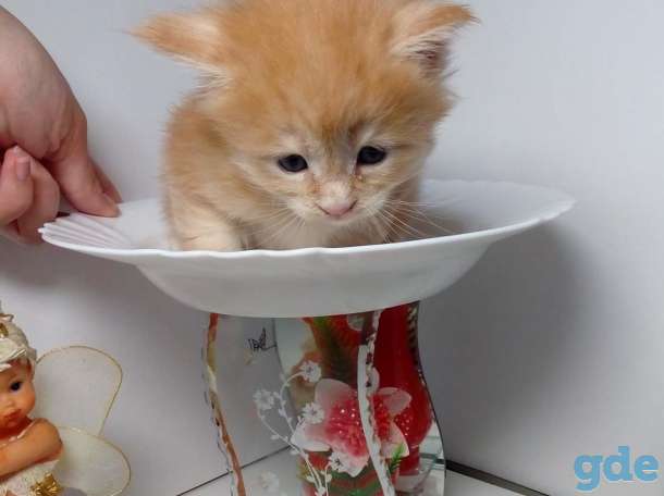 Мейн-кун котята, фотография 5