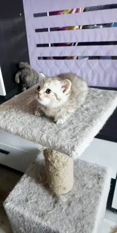 Котята Скоттиш-Страйт, фотография 6