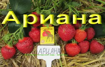 САЖЕНЦЫ КЛУБНИКИ - 50 сортов  - купить в Москве и Смоленске  СПБ, фотография 17