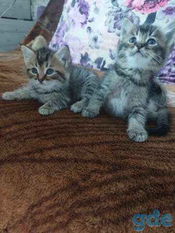 Продам котят, фотография 7