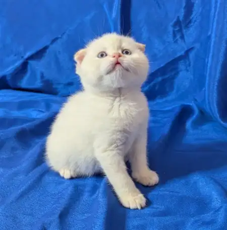 Породистые шотландские котята., фотография 4