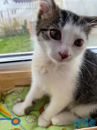 Замечательные котята, фотография 3