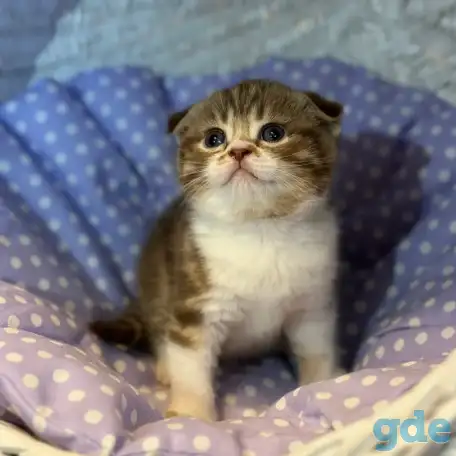 Продажа шотландских котят, фотография 4