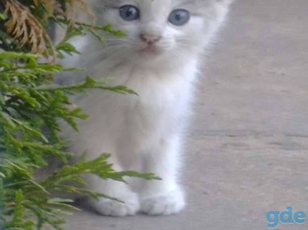 КОТЯТА, фотография 1
