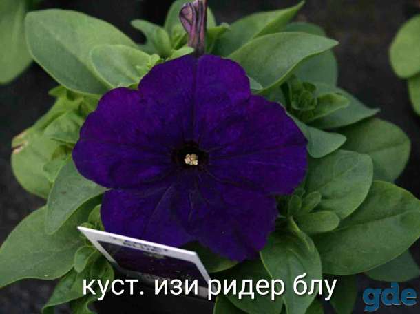Петунья сеянцы и черенки, фотография 5