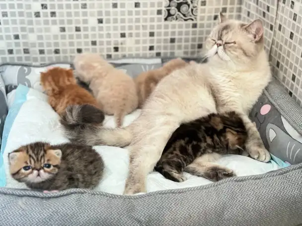Экзотические котята, фотография 10