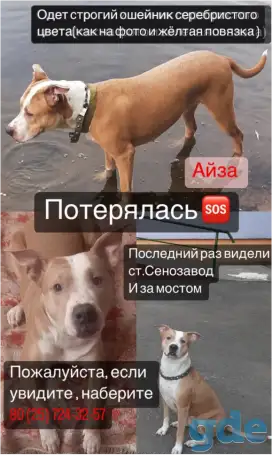 Пропала собака, фотография 1