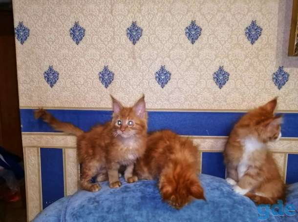 Продам котят Мейн кун, фотография 3