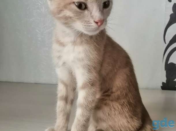 Котёнок в дар, фотография 2