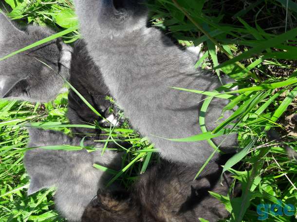Предлагаю котят, фотография 3