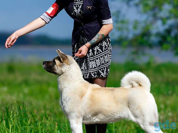 Услуги хендлера в Беларуси, фотография 1
