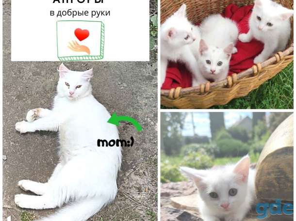 Котята турецкой ангоры ищут дом, фотография 1