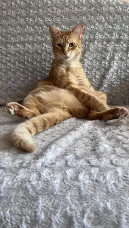 Котик в добрые руки, фотография 14