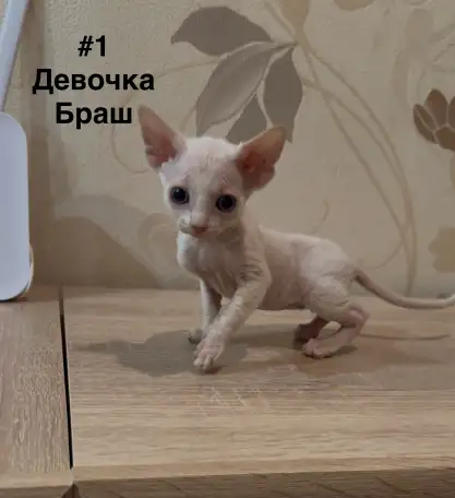 Котята канадского сфинкса браш, резинка, бархат, фотография 1