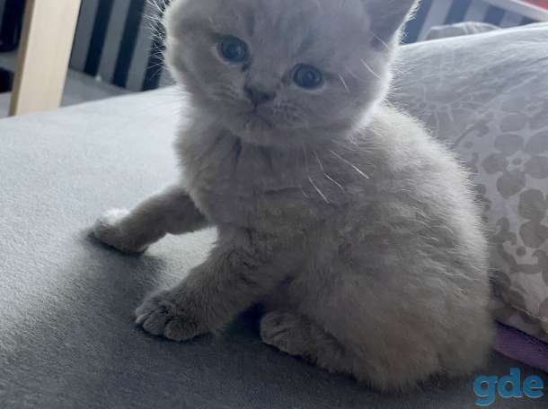 Продам шикарных британских котят, фотография 2