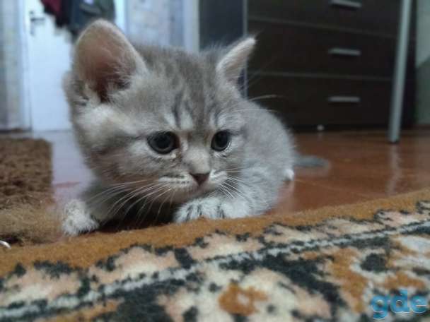 Шотландские котята, фотография 12