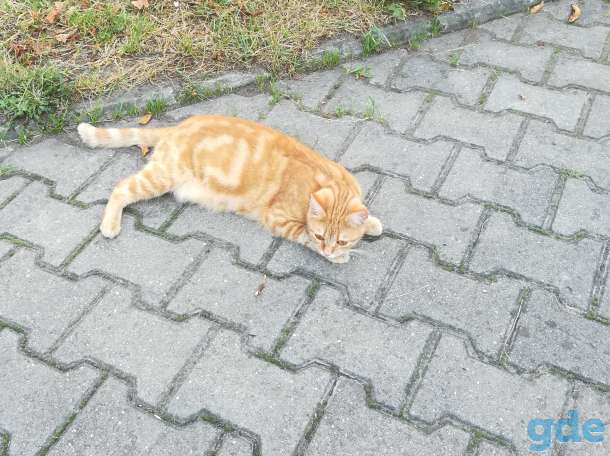 Найден котик, фотография 1