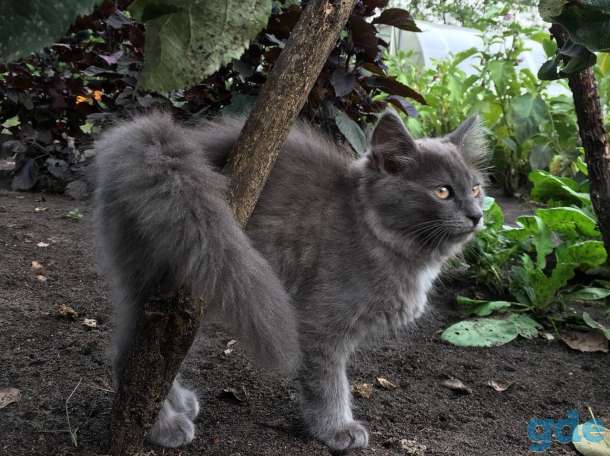 Котик -Енотик, фотография 3