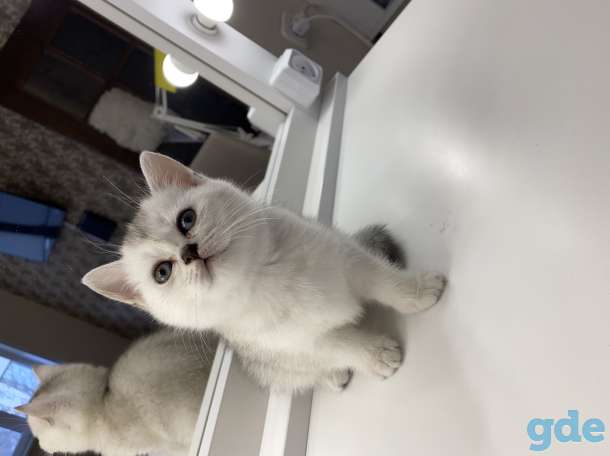 Шотландские кошечки, фотография 2