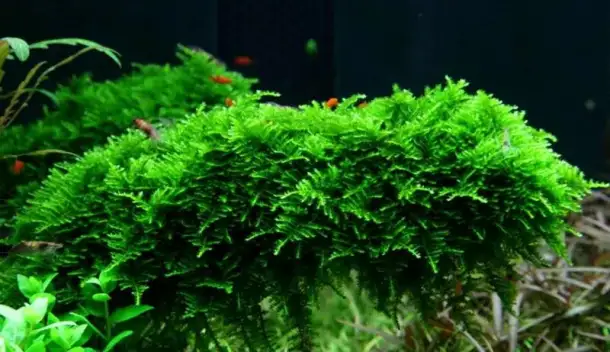Растения для аквариума Мох Рождественский, фотография 2
