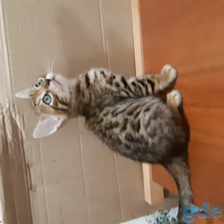 Бенгальские котята, фотография 3