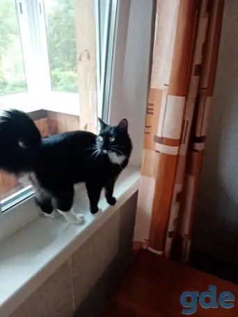 Черная кошка Санта ищет семью!, фотография 1