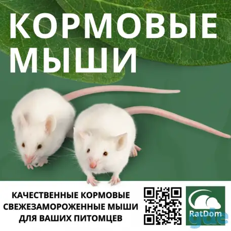 Кормовые крысы, кормовые мыши, фотография 2