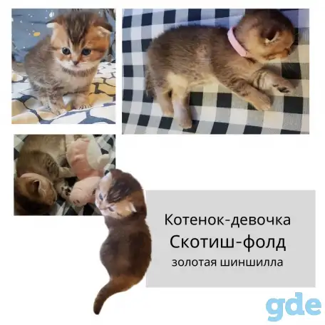 Продам шотландских  котят, фотография 3