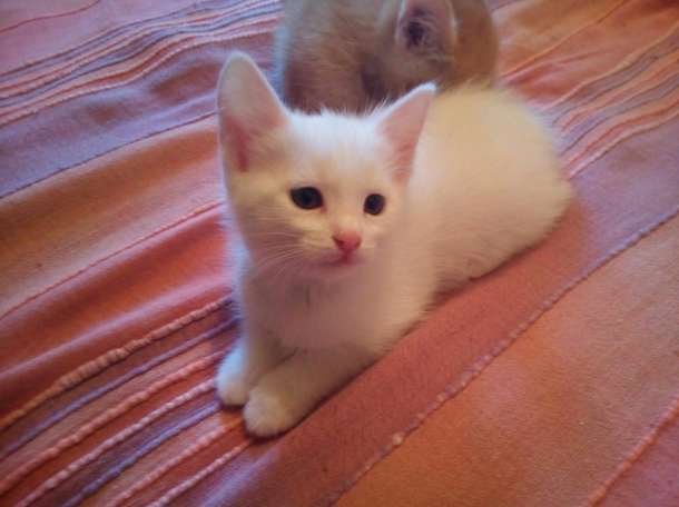 Дарю котят, фотография 1