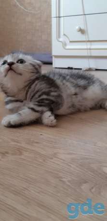 Шотландские котята(Scottish Fold), фотография 3
