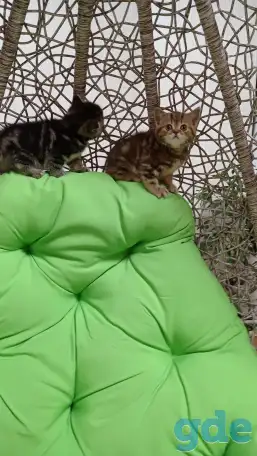 Котята британцы, фотография 8