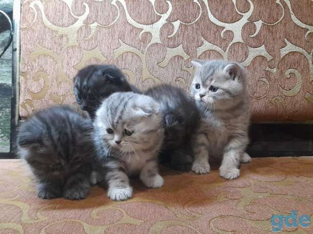 котята шотландские, фотография 3
