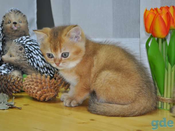 Шотландские котята, фотография 6