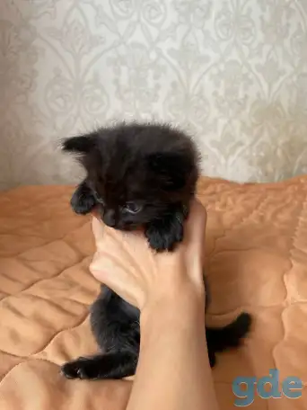 Котята в дар, фотография 4