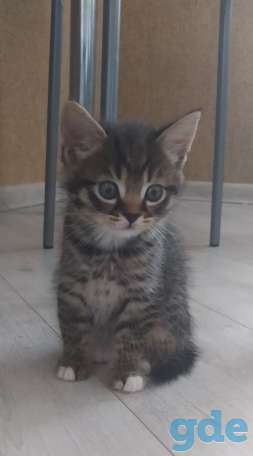 Котята в надёжные заботливые руки, фотография 1