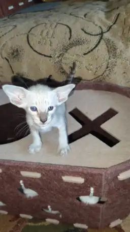 Ориентальные котята, фотография 5