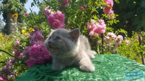 Шотландские клубные котята., фотография 6