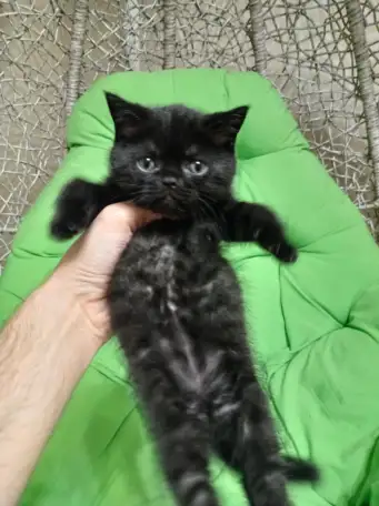 Котята британцы, фотография 4