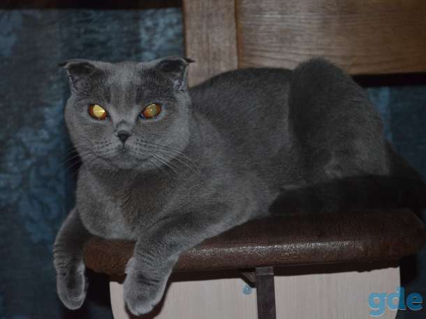 Британские котята, фотография 6