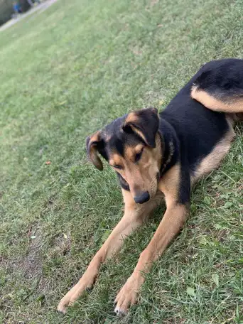 В Добрые руки, фотография 3