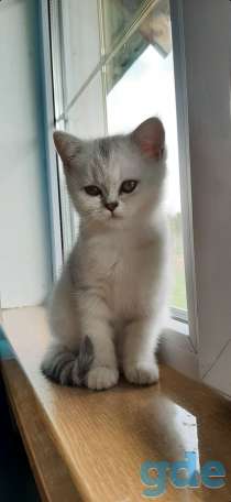 Котята, фотография 2