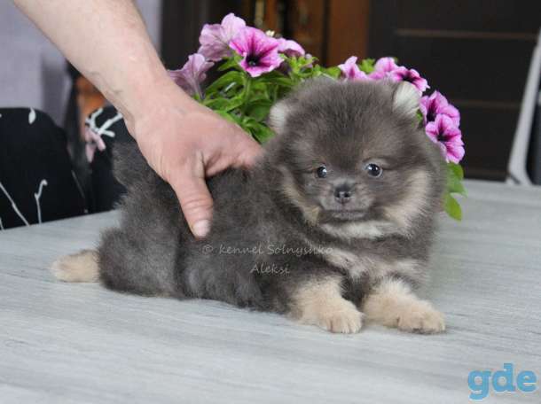 Шпицы мерле,лиловый,шоколад,голубой экзотики окрасы., фотография 5