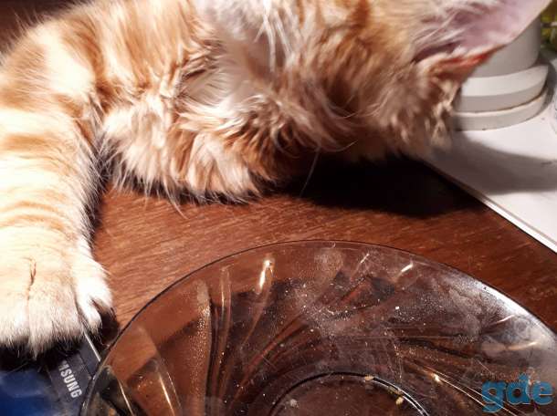 Котята Мейн КУН, фотография 3