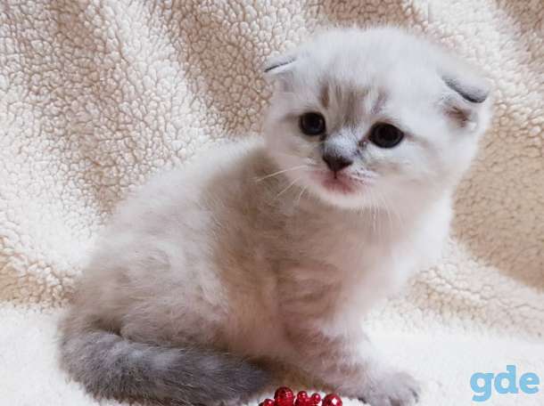 шотландские котята, фотография 1