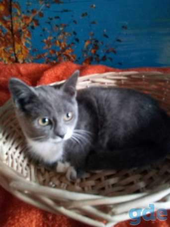 Котята ищут дом, фотография 1