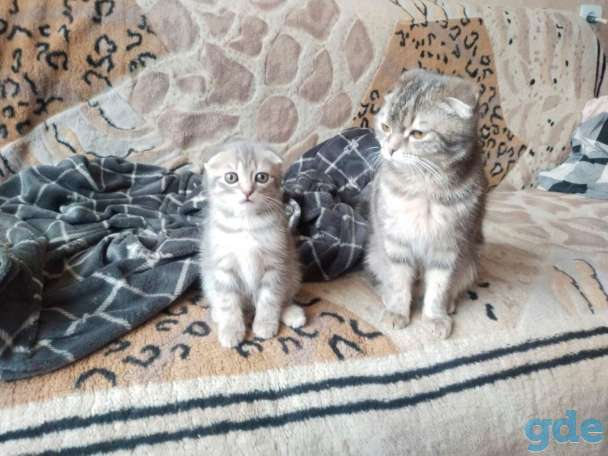 Продам шатландская вислоухая кошка 2.5 месяца срочно!!!, фотография 1