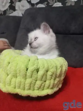 Продаются котята, британцы, фотография 5