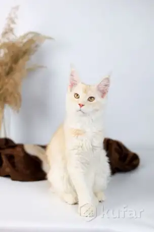 Котята Мэйн-куна, фотография 3