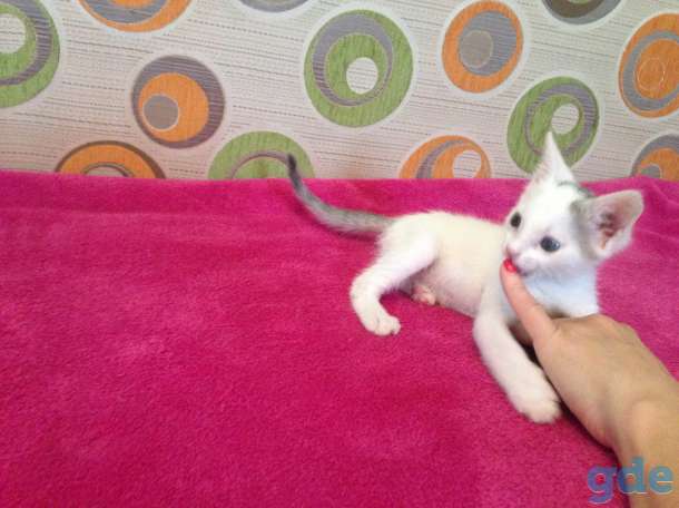 Котёнок ищет дом, фотография 3